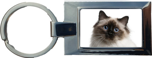 Birman cat pet - birman,
