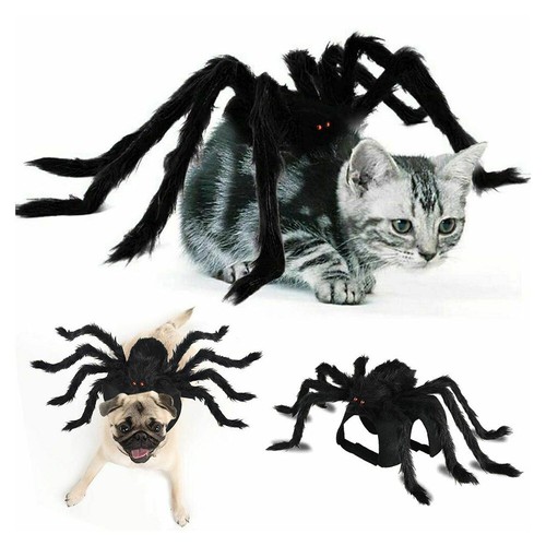 Halloween black pet spider - halloween,