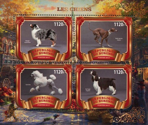 Dog caniche australian berger - dog,