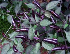 HOT CHILLI PEPPER ZIMBABWE BLACK  10 FINEST SEEDS