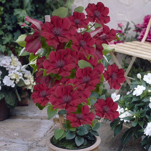 Patio clematis nubia - patio,
