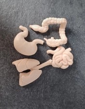 Solid Mini Body Organs for Moulding