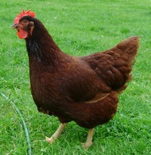 6 x rhode island red