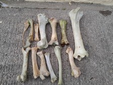 Cow/pony Leg Bones Bundle