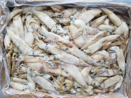 5kg dirty squid loligo - 5kg,