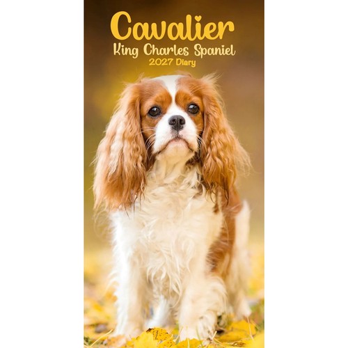 Cavalier king charles spaniel - king,
