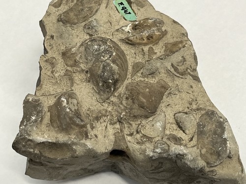 Jurassic marine bivalve - jurassic,
