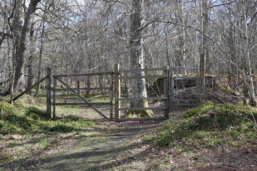Photo 6x4 deer - deer, fence