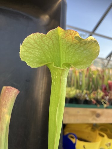 Sarracenia mardi gras - ,