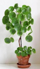 Money Plant Pilea