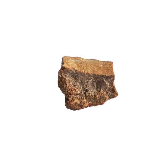 Authentic spinosaurus femur - authentic,