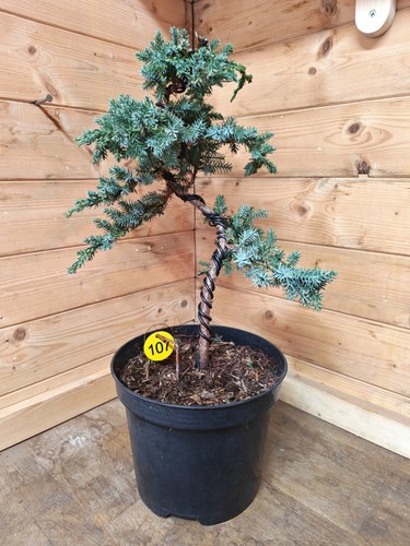 Juniper bonsai tree - juniper,