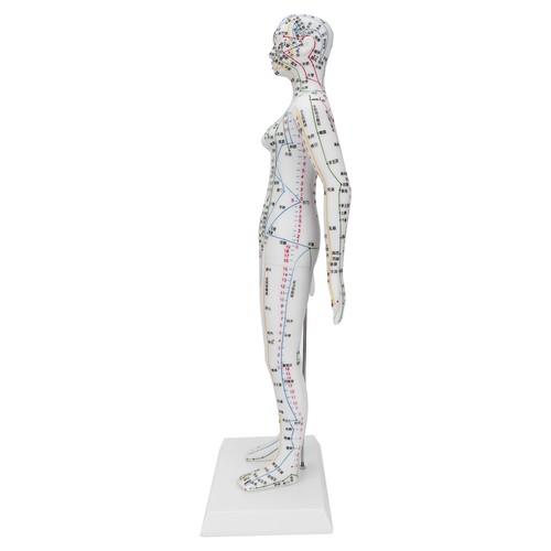 Teaching acupuncture meridians - teaching,