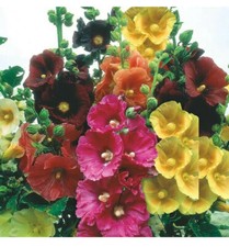 20 Giant Hollyhocks Seeds