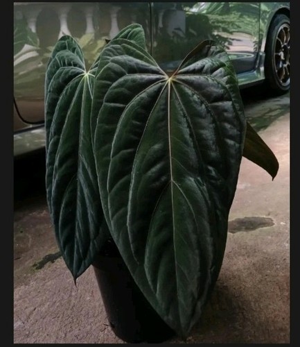 Anthurium galaxy xone dark - (xone,