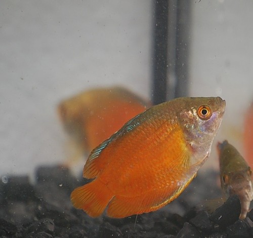 Flame dwarf gourami - flame,