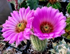 Echinocereus reichenbachii