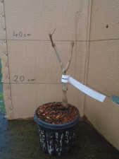 Aesculus indica 'Sydney