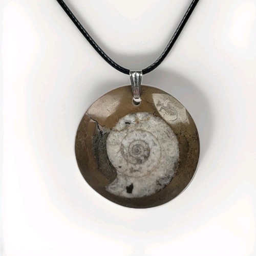 Polished ammonite fossil - ammonite,