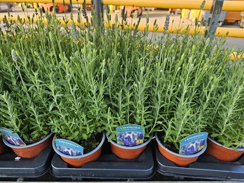 English lavender plants - english,
