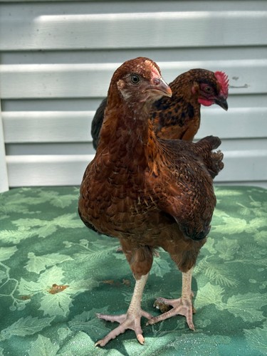 12hatching eggs - 12hatching,