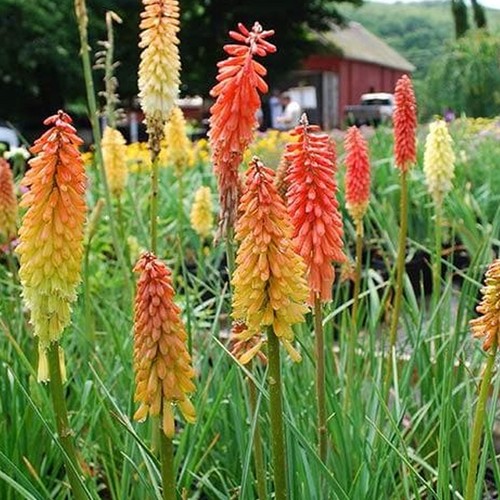 Kniphofia flamenco red - red, hot