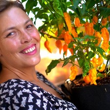 Chilli Plug Plants – 47