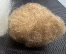 The Finest Mongolian Camel