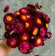 Flower Seeds Annual Biennial