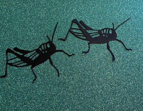 Black cricket grasshopper - cricket,