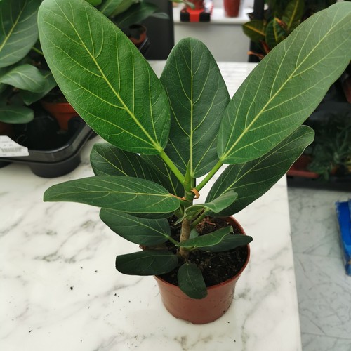 Ficus benghalensis audrey - ficus,