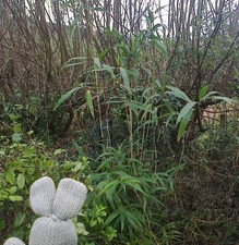 One Bamboo plant at least 5
