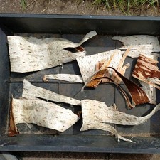 Silver birch bark bushcraft