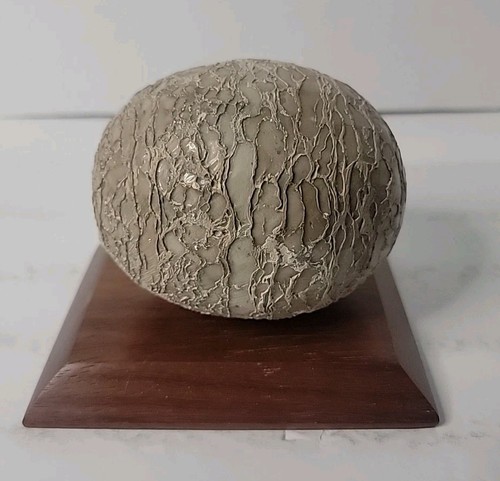 Dinosaur egg fossilized - dinosaur,