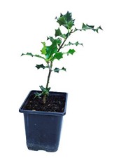 Potted Holly Tree Ilex