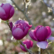 Magnolia Black Tulip - Magnolia - Grafted Plant in 1 L Pot