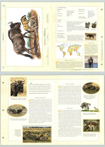 Common wildebeest mammals - common, #12