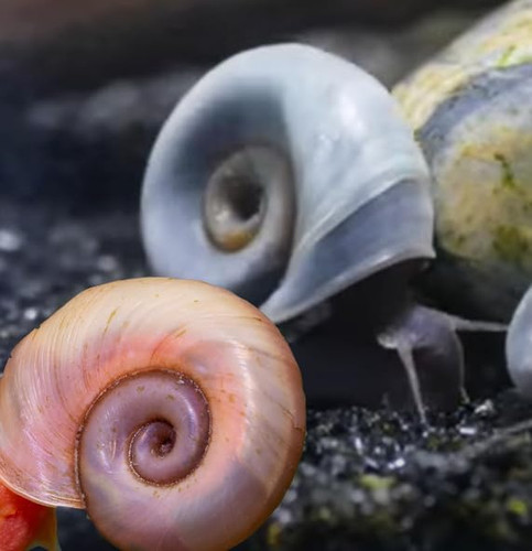 Live ramshorn snails pink - live,