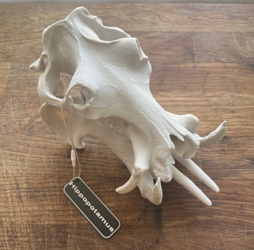 Hippopotamus skull replica - hippopotamus,