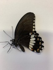 Papilio Polytes Male