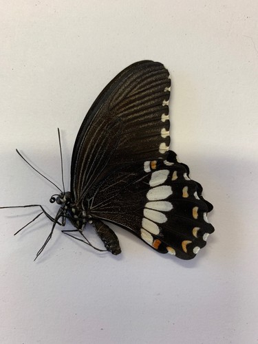 Papilio polytes male - polytes,