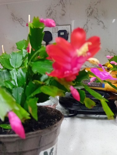 Red christmas cactus - 1,