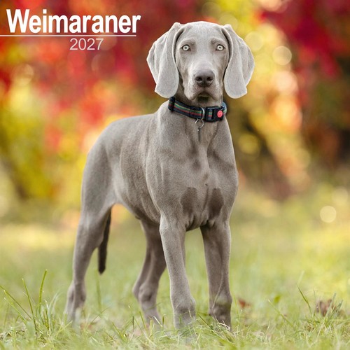Weimaraner calendar 2027 wall - calendar, 2027,