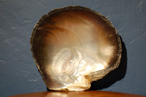 Black lip pearl oyster - oyster, sea