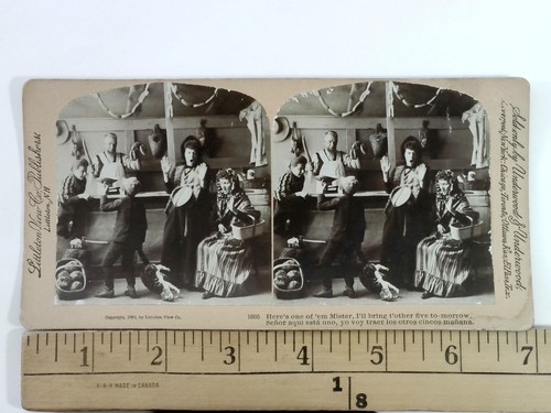 1893 odd taxidermy cat - taxidermy,