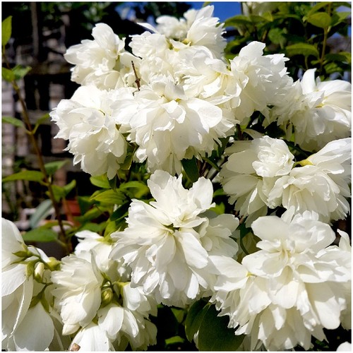 Litre mock orange - litre, |