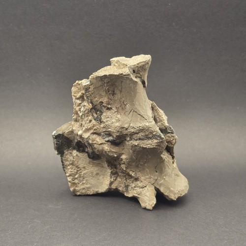 Whitby ichthyosaur bone fossil - whitby,