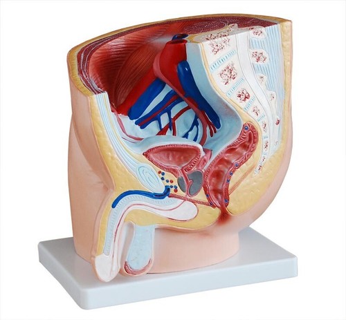 Model anatomy professional - model,
