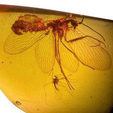Mantisfly burmese burmite - in,