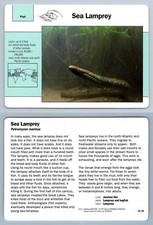 Sea Lamprey #13.15 Fish - Grolier Wildlife Adventure Card